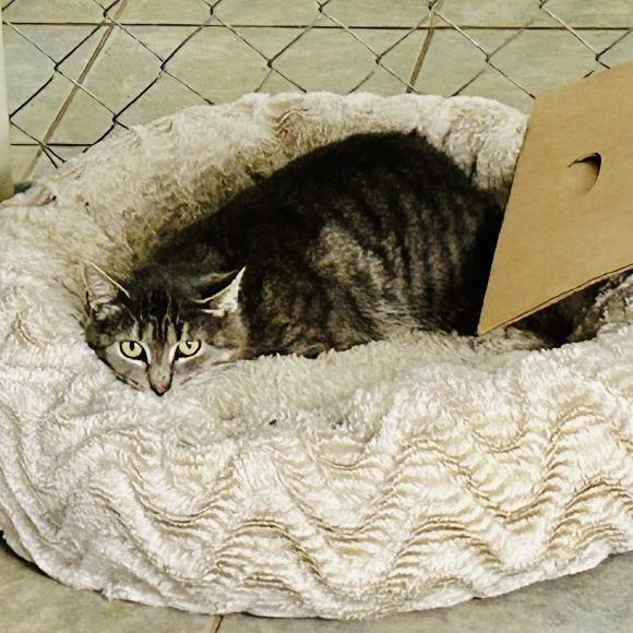 Enlarge Pecial Kitty, a Adoptable Domestic Short Hair in East Smithfield , PA image 4/6