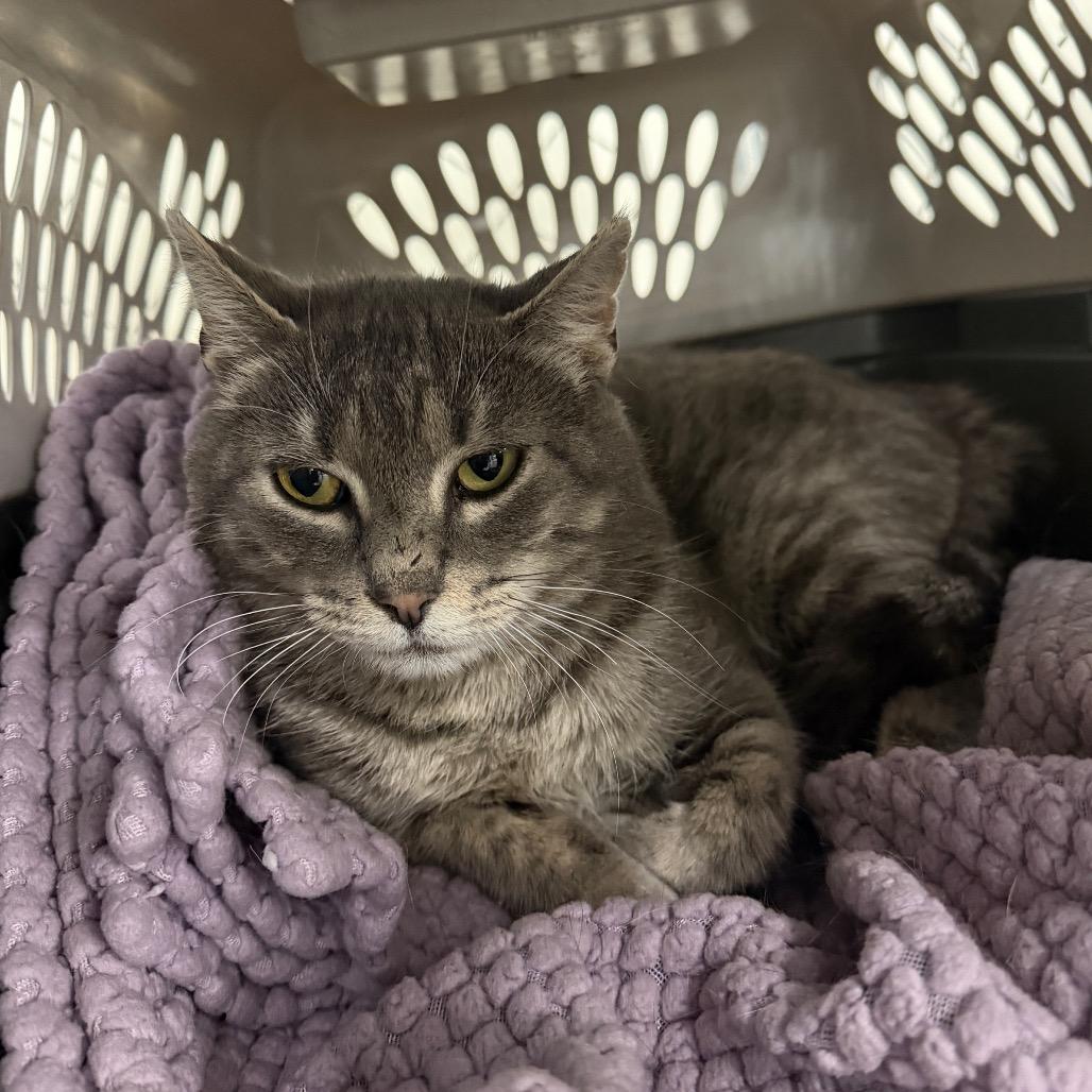 Enlarge Pecial Kitty, a Adoptable Domestic Short Hair in East Smithfield , PA image 5/6