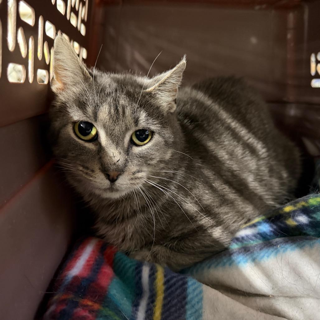 Enlarge Pecial Kitty, a Adoptable Domestic Short Hair in East Smithfield , PA image 6/6