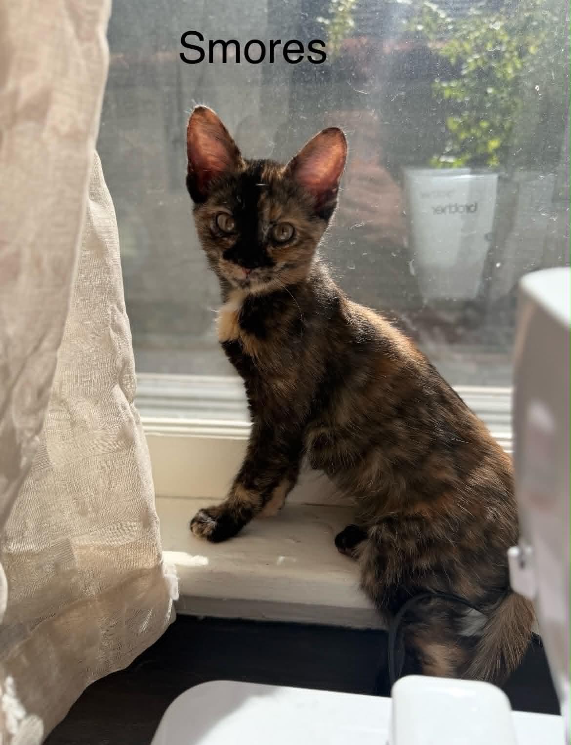 Enlarge Smores - Adopted 10/24/26, a Adopted Tortoiseshell in Livonia, MI image 1/2