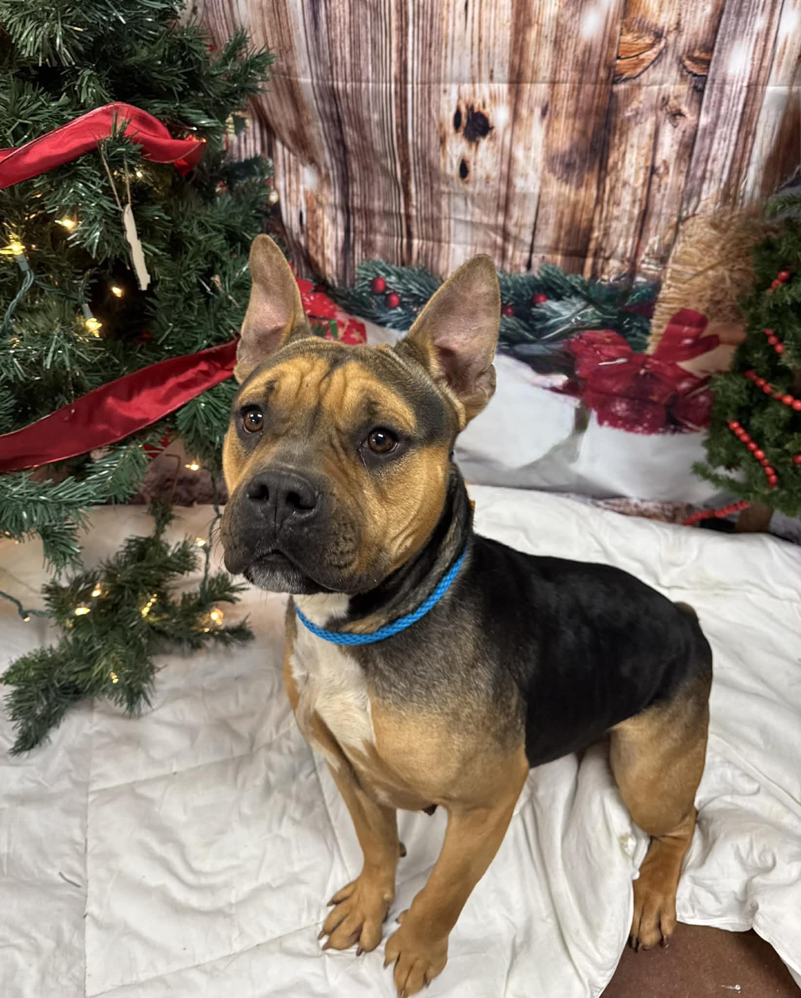 Pumpkin, Adoptable, Adult Female French Bulldog.