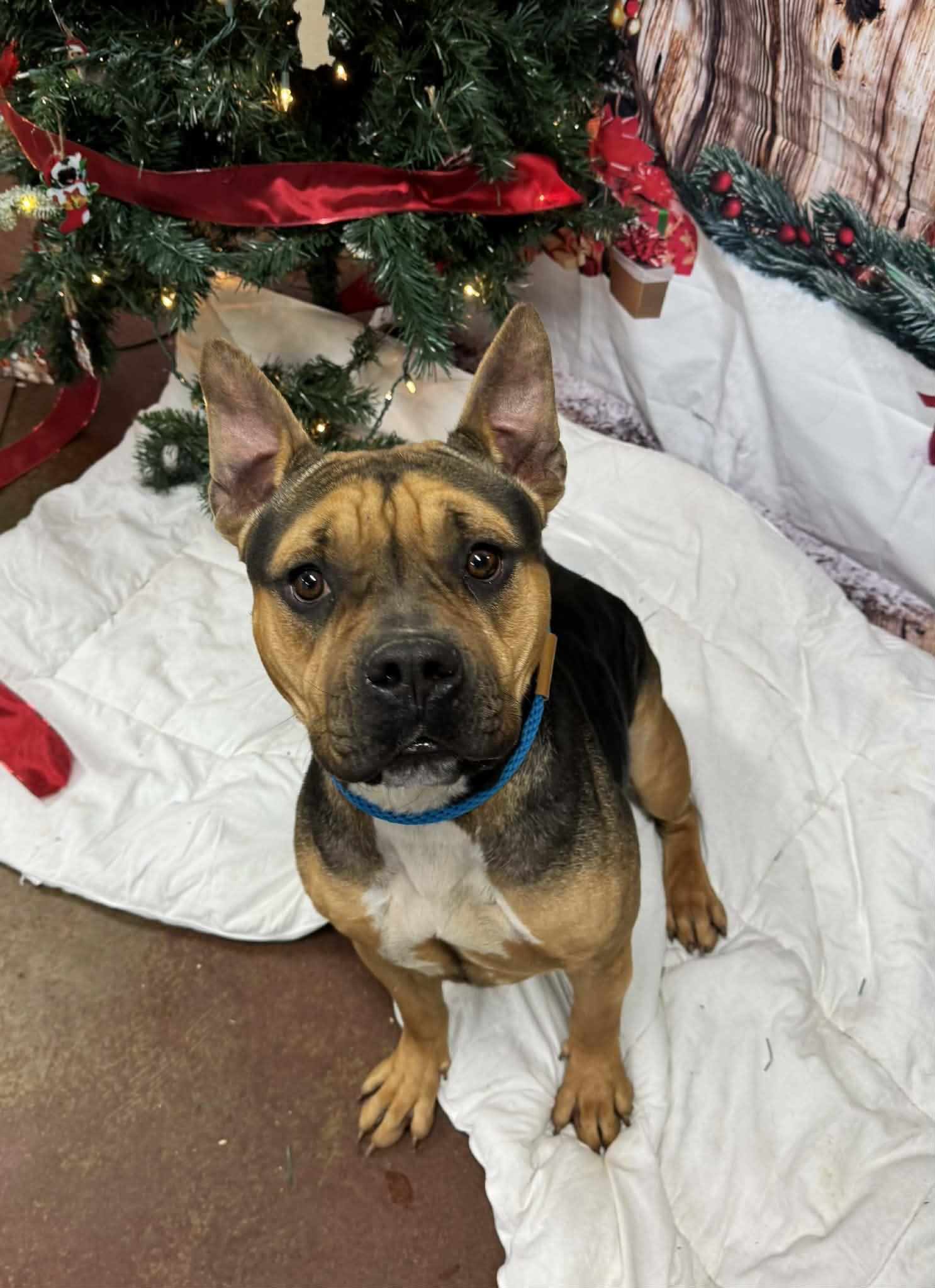 Pumpkin, a Adoptable mixed breed in Shelbyville, KY image 2/3