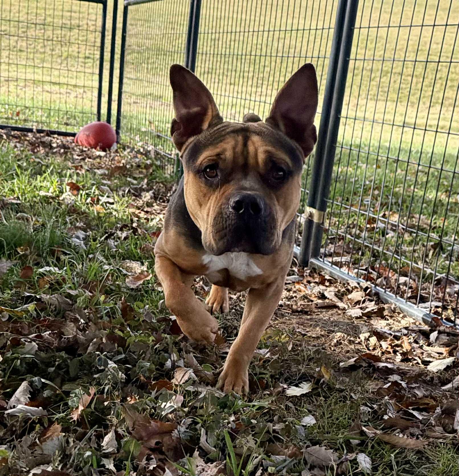 Pumpkin, a Adoptable mixed breed in Shelbyville, KY image 3/3