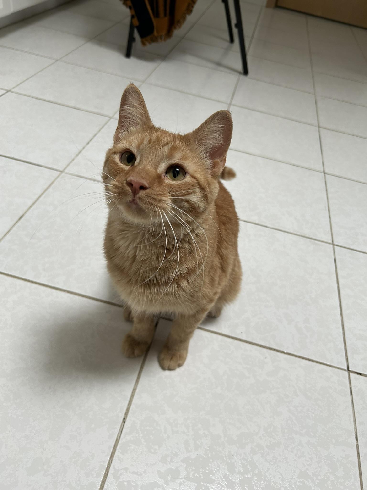 Ryan, Young Male Domestic Short Hair
