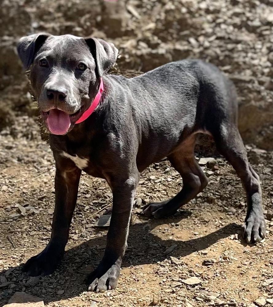 Enlarge Brooklyn, a Adoptable mixed breed in Jamestown, CA image 1/2