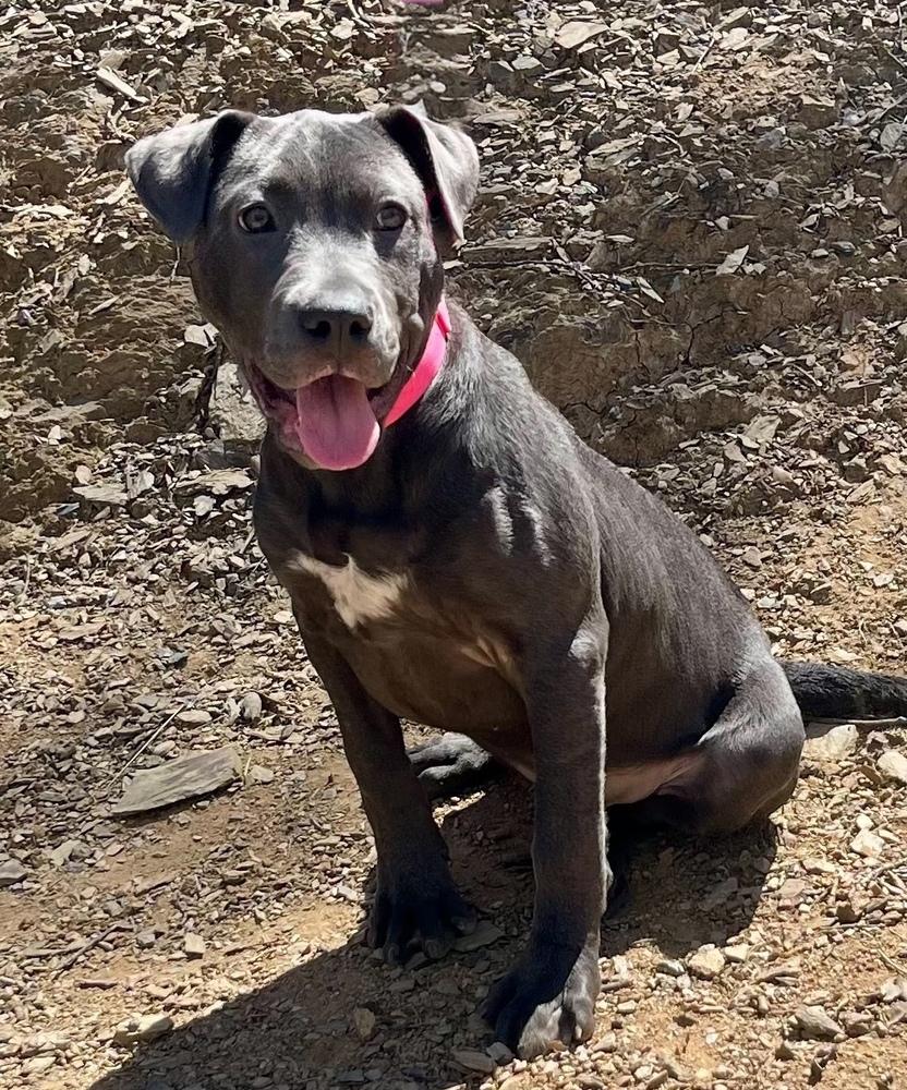 Enlarge Brooklyn, a Adoptable mixed breed in Jamestown, CA image 2/2
