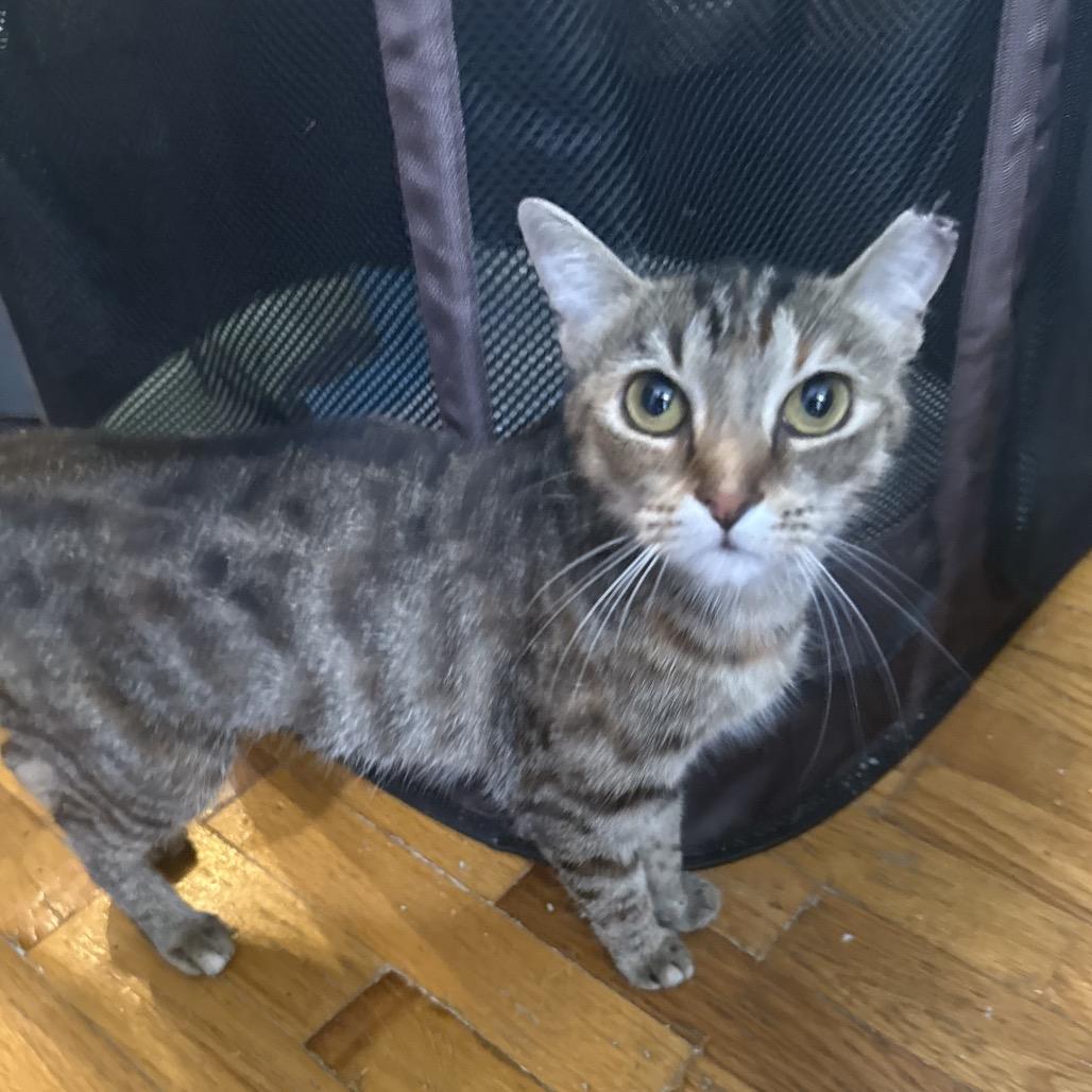 Enlarge Tabitha, a Adoptable Domestic Short Hair in Woodbridge, VA image 1/1