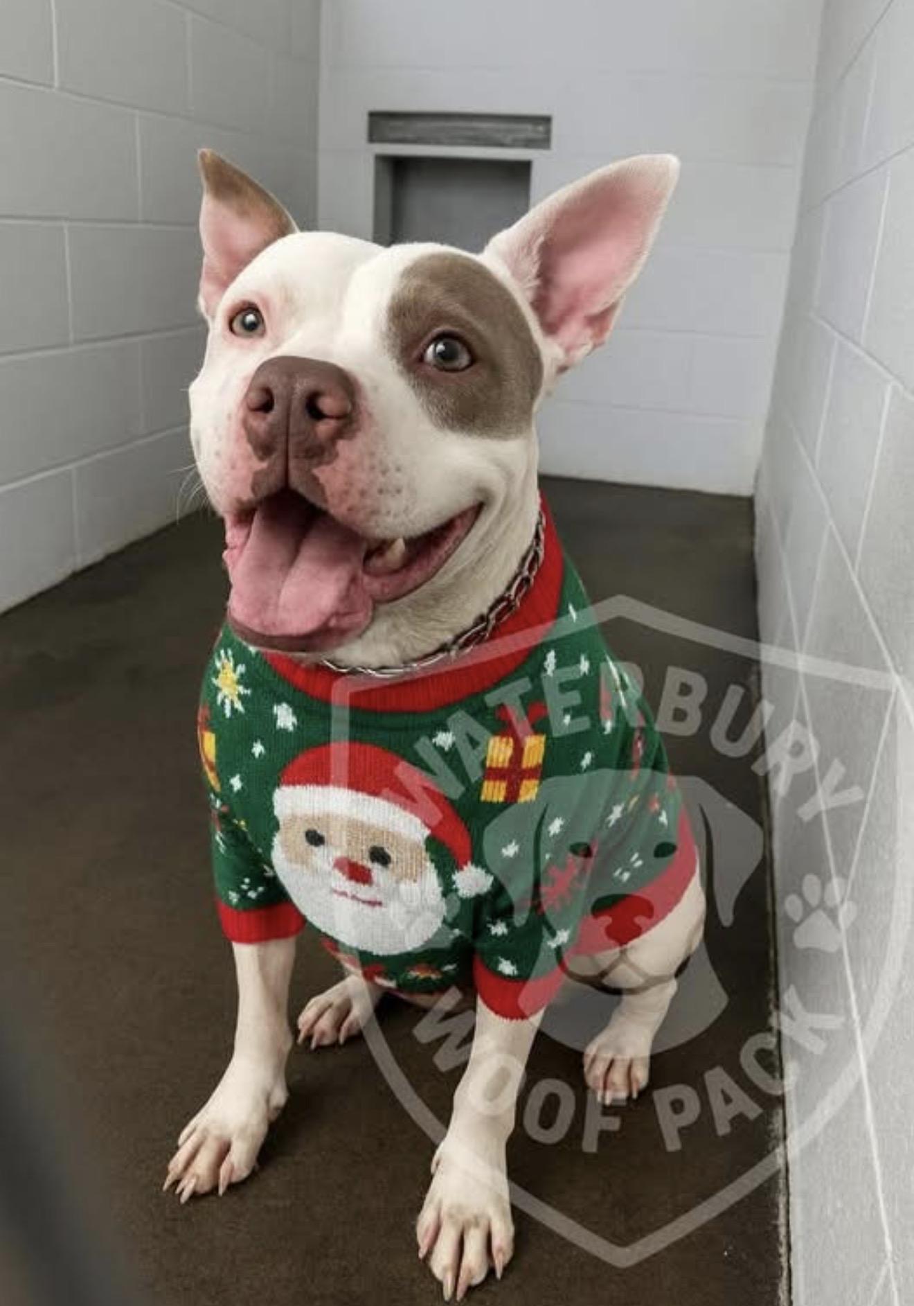 GIBBS, ADOPTABLE, Adult Male Pit Bull Terrier.