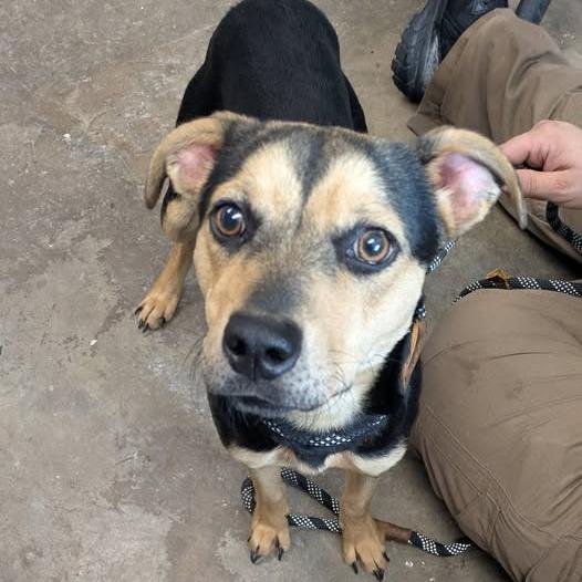 Diamond, Adoptable, Young Female Terrier.