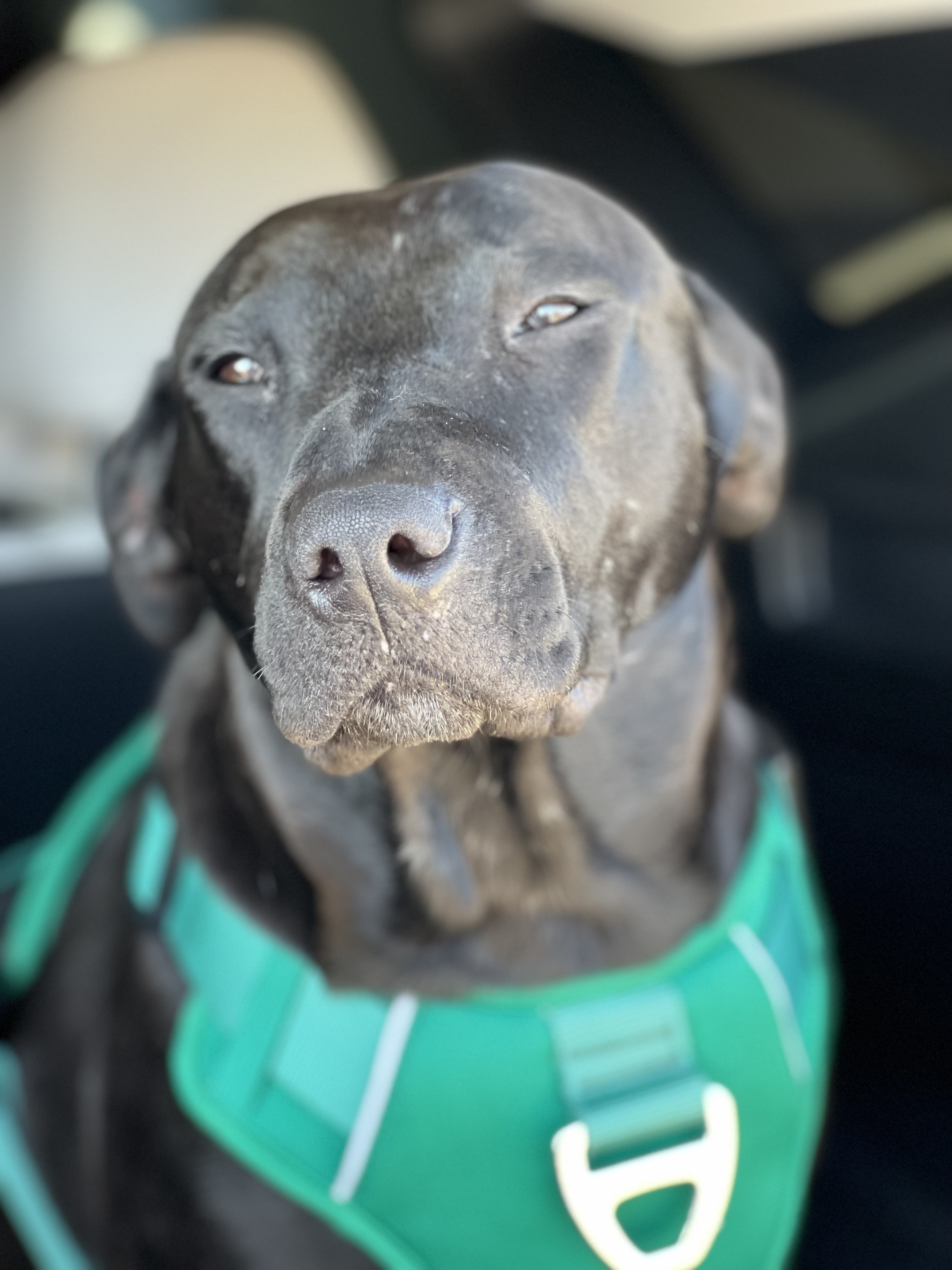 Dog for adoption Sookie*, a Mixed Breed in Londonderry, NH Petfinder