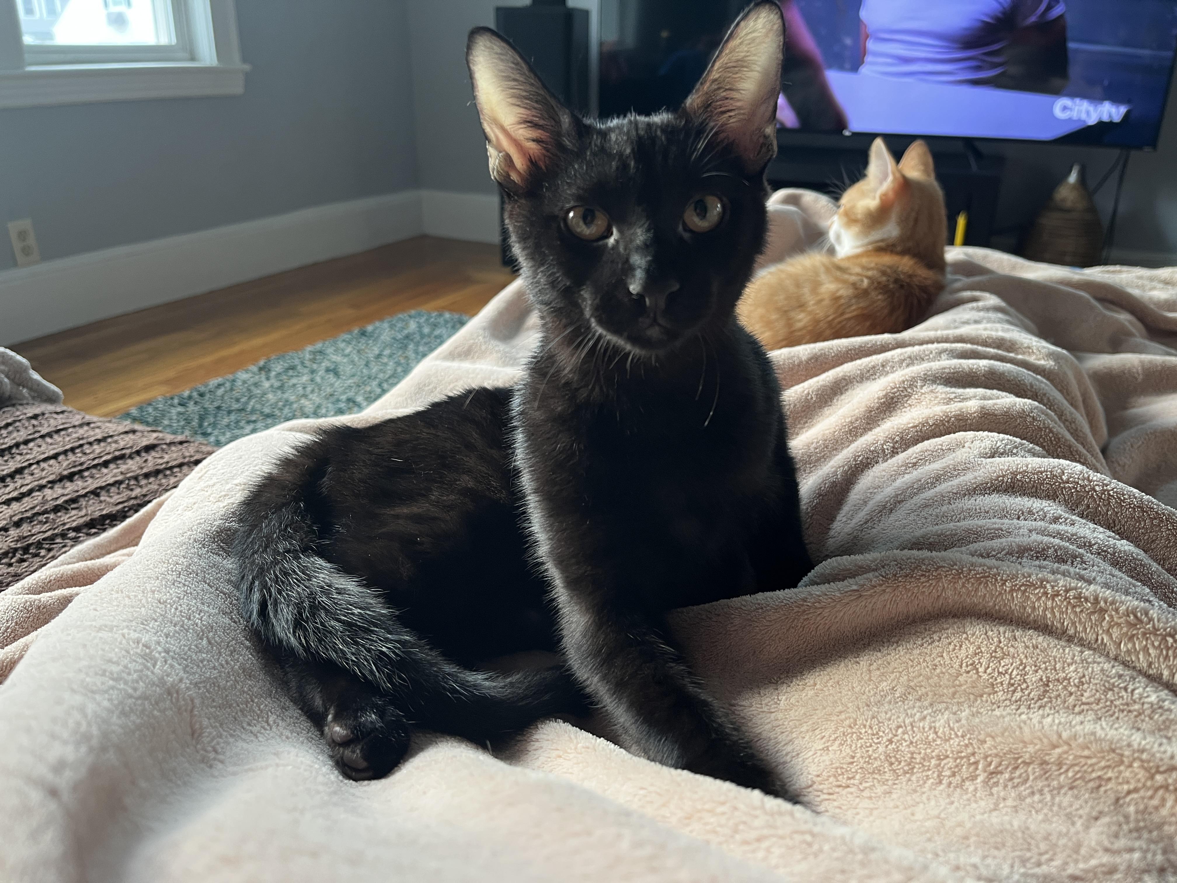 Enlarge Snap Dragon and Plankton, a Adoptable Domestic Short Hair in Wellesley, MA image 4/6