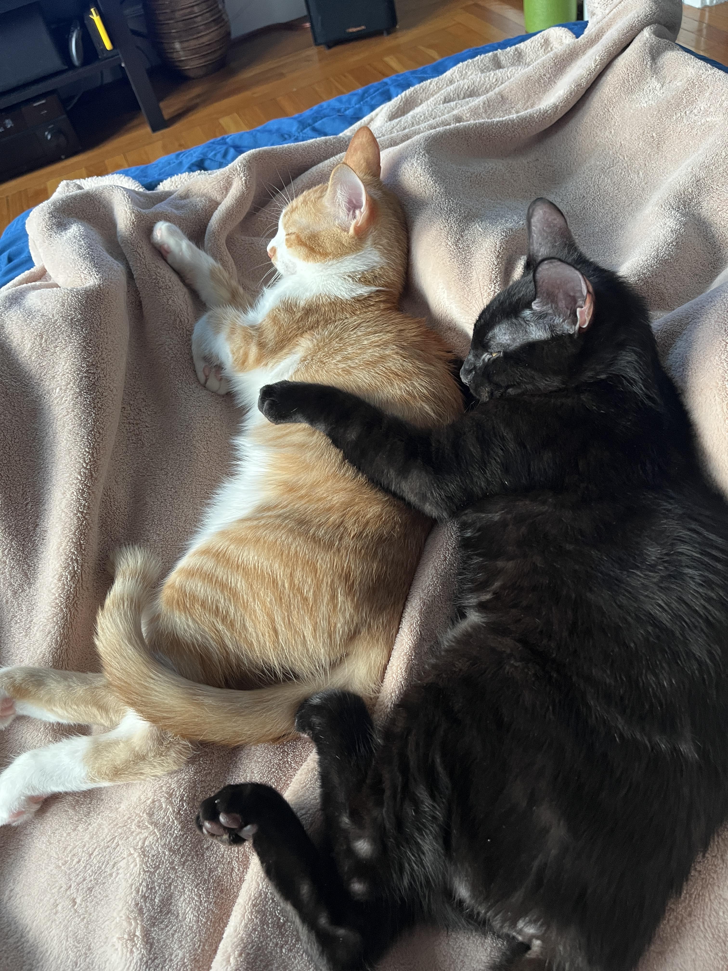 Enlarge Snap Dragon and Plankton, a Adoptable Domestic Short Hair in Wellesley, MA image 2/6