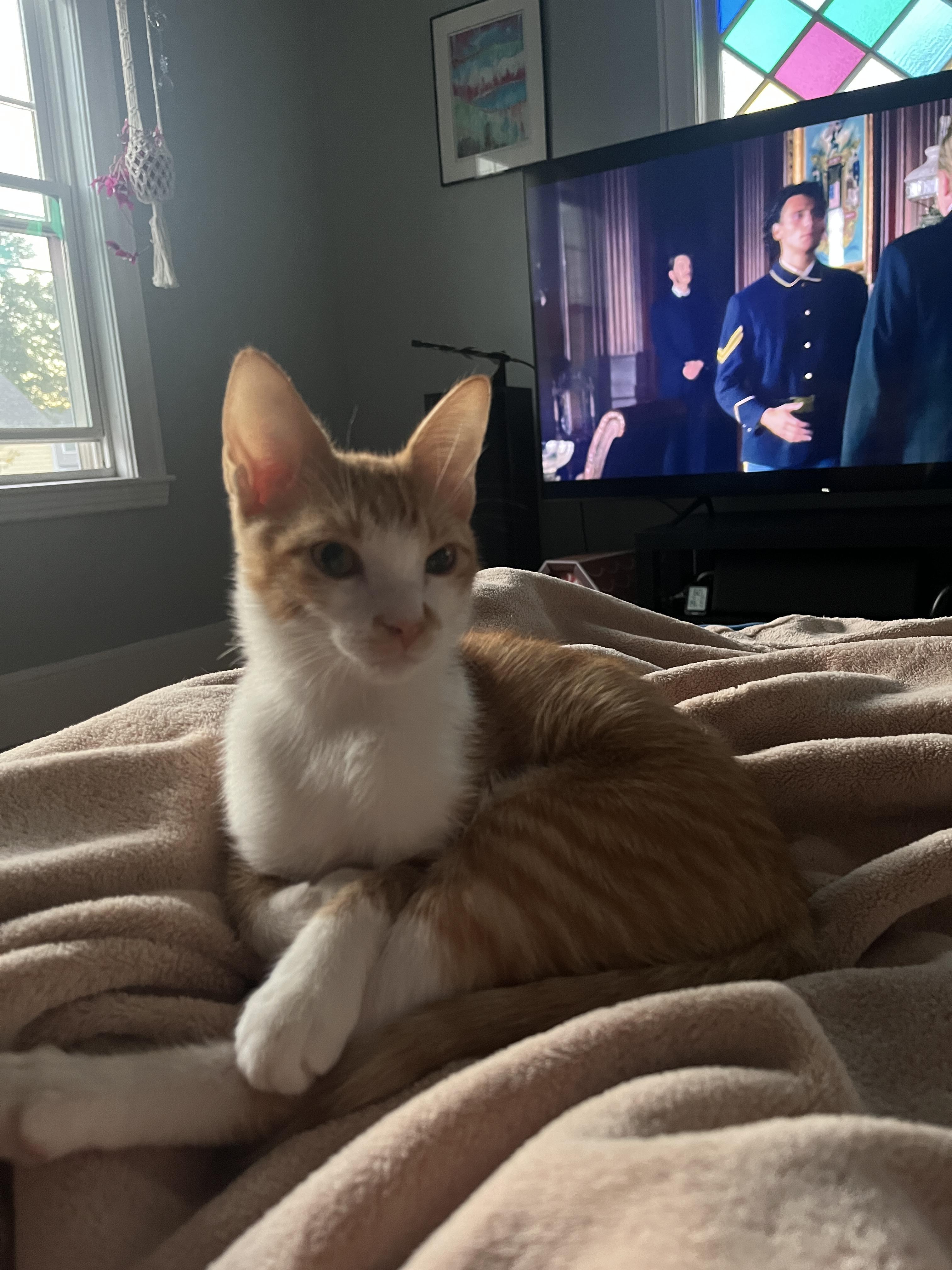 Enlarge Snap Dragon and Plankton, a Adoptable Domestic Short Hair in Wellesley, MA image 5/6