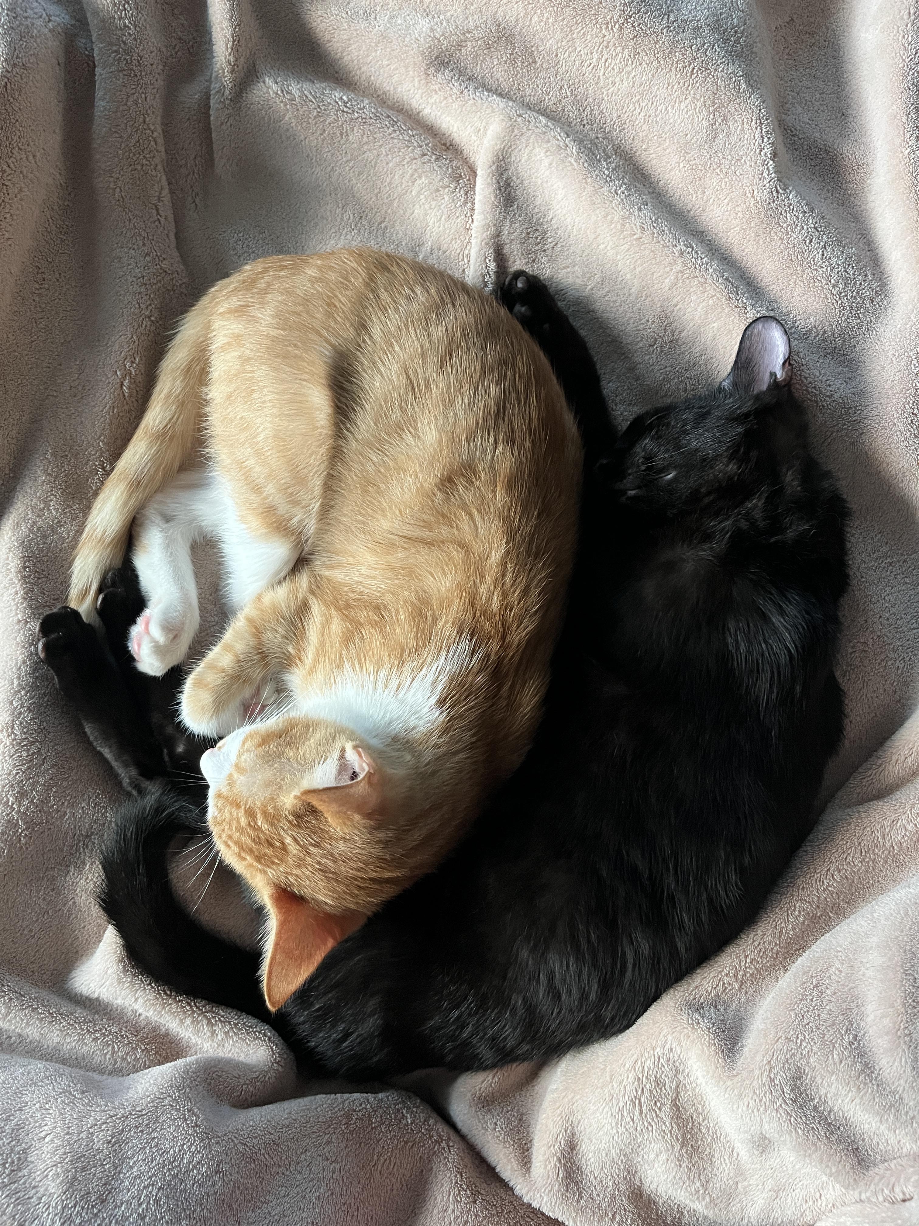 Enlarge Snap Dragon and Plankton, a Adoptable Domestic Short Hair in Wellesley, MA image 1/6