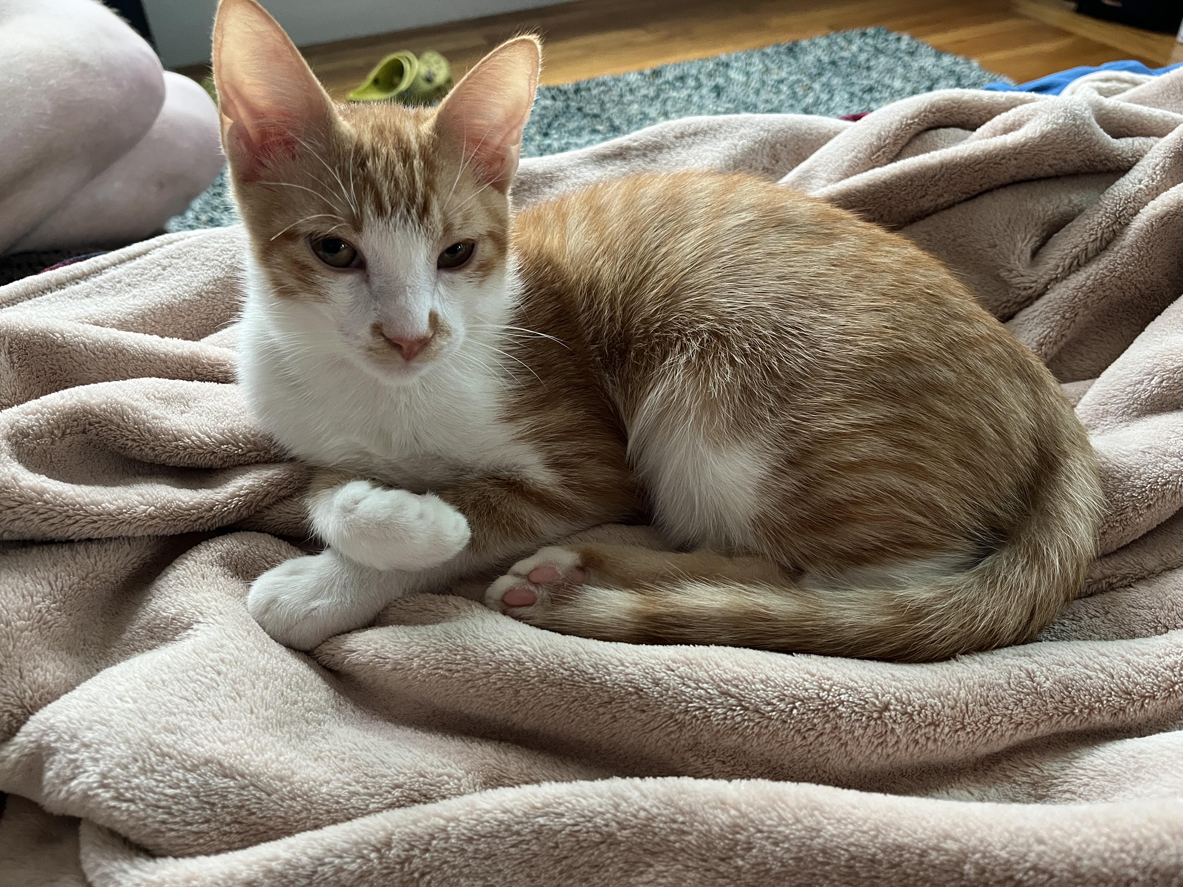 Enlarge Snap Dragon and Plankton, a Adoptable Domestic Short Hair in Wellesley, MA image 3/6
