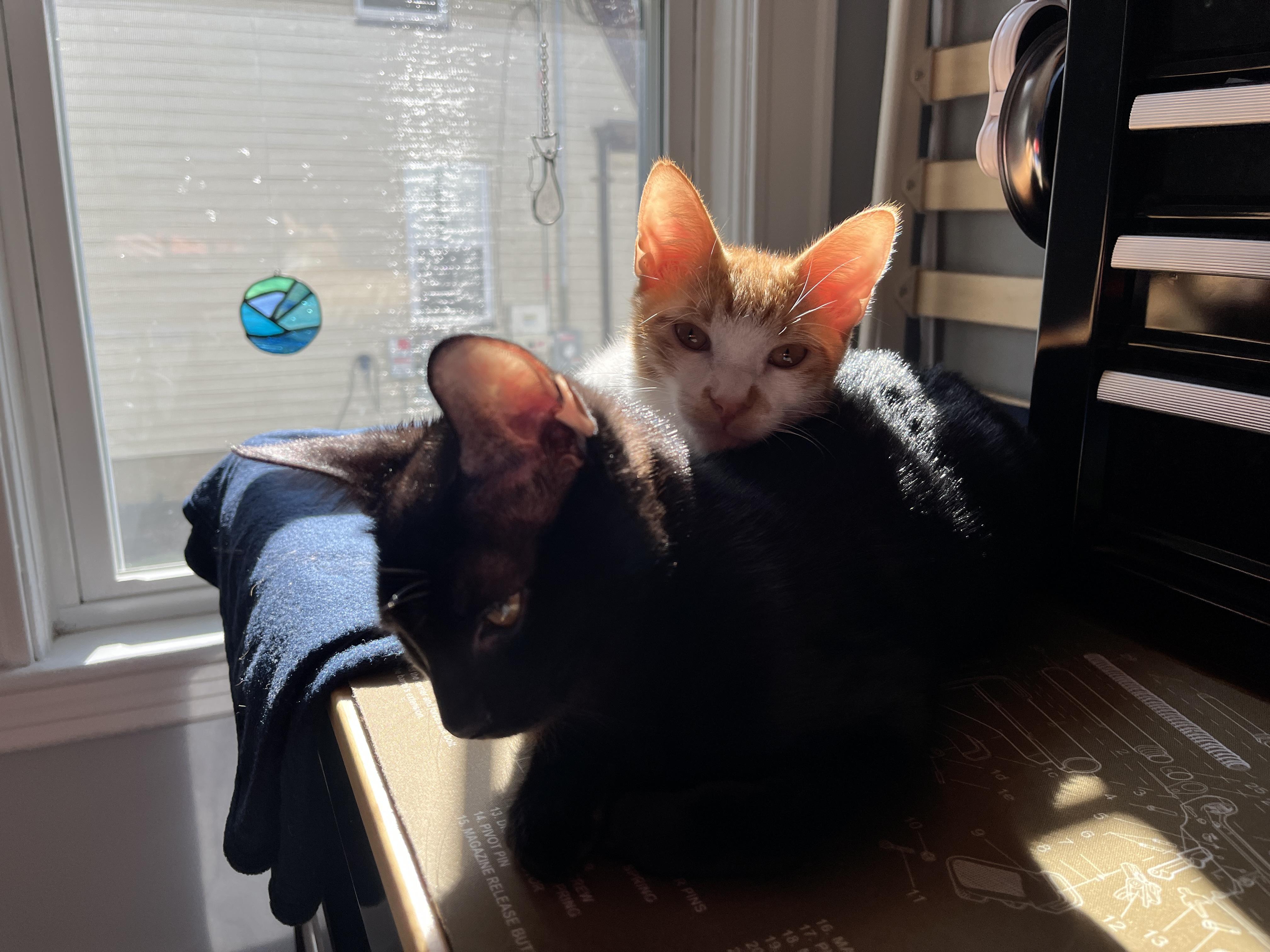 Enlarge Snap Dragon and Plankton, a Adoptable Domestic Short Hair in Wellesley, MA image 6/6