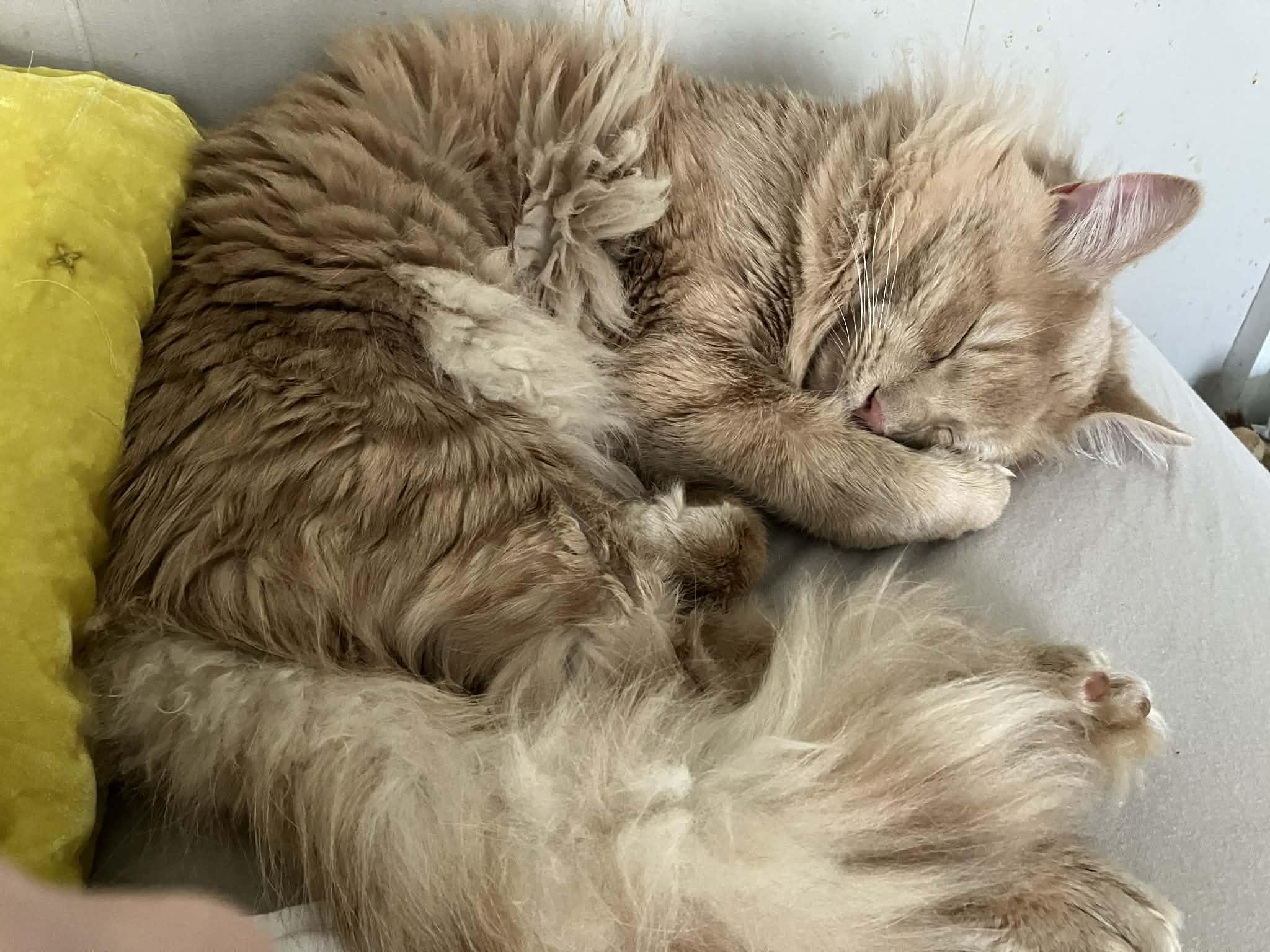 Enlarge Cheeto, an adopted Domestic Long Hair in Warren, NJ image 4/4