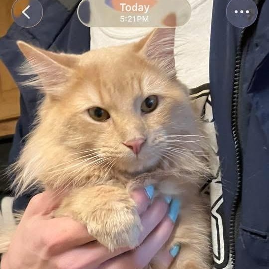 Enlarge Cheeto, an adopted Domestic Long Hair in Warren, NJ image 1/4