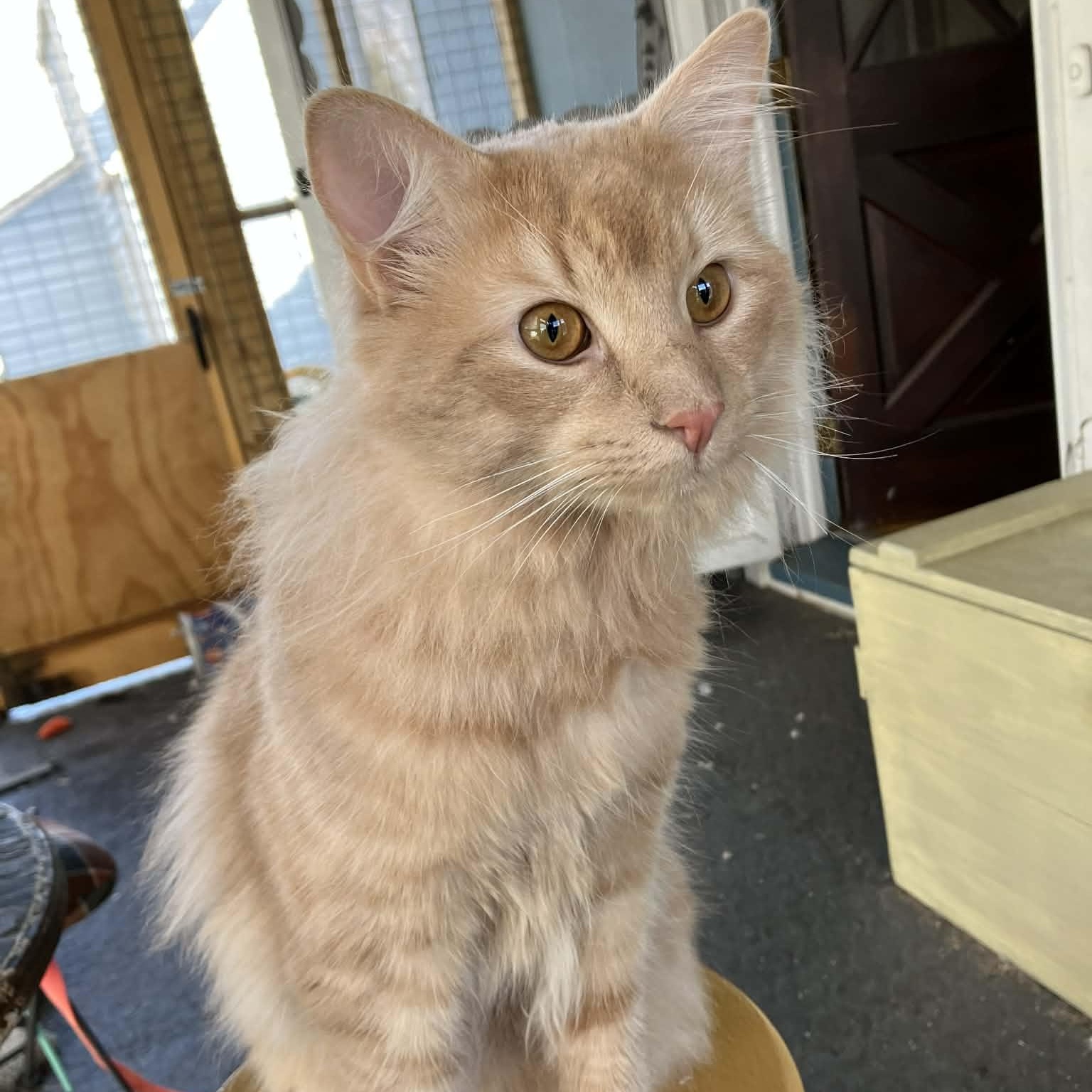 Enlarge Cheeto, an adopted Domestic Long Hair in Warren, NJ image 2/4