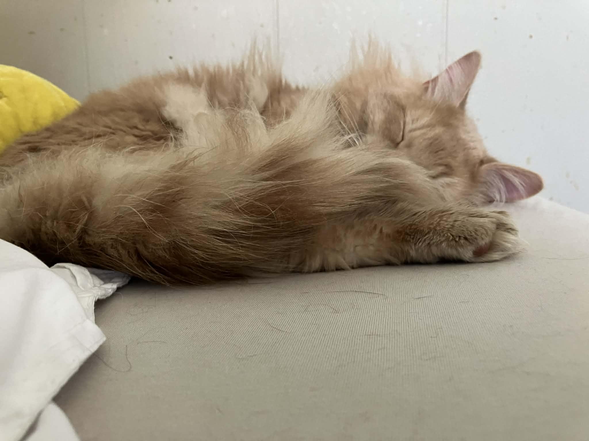 Enlarge Cheeto, an adopted Domestic Long Hair in Warren, NJ image 3/4