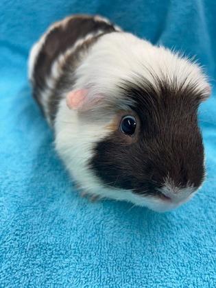 Basil, Adoptable, Adult Male Guinea Pig & Guinea Pig.