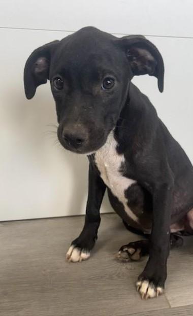 Luna, ADOPTABLE, Puppy Female Black Labrador Retriever.