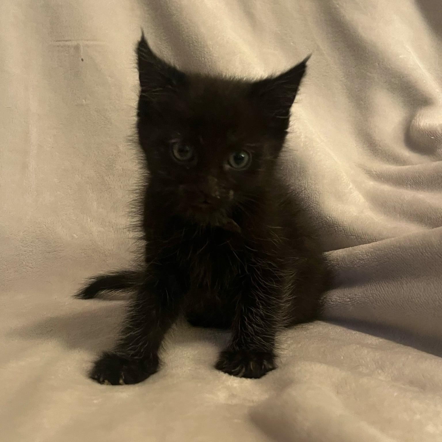 Enlarge Rocky, a Adoptable Domestic Medium Hair in Minneapolis, MN image 1/1