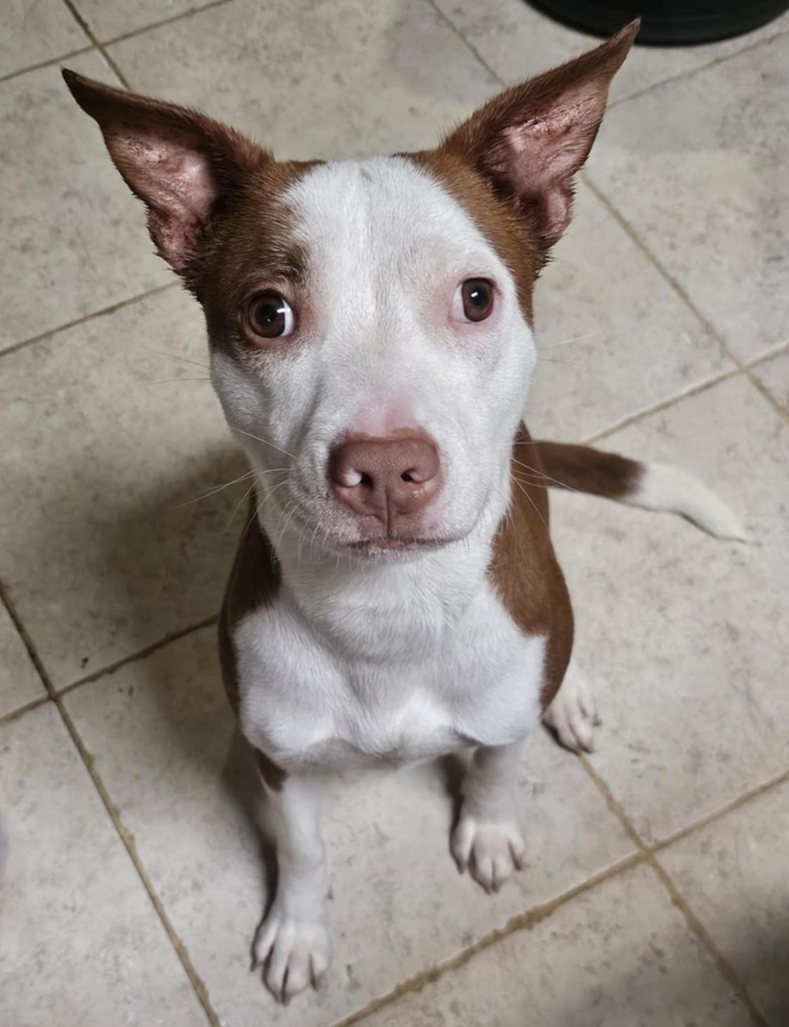 Enlarge Anginetti , an adoptable mixed breed in Silvana, WA image 2/4