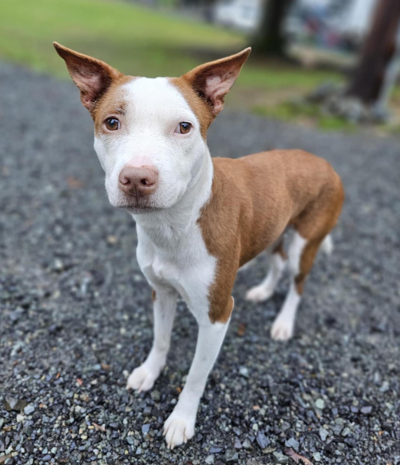 Enlarge Anginetti , an adoptable mixed breed in Silvana, WA image 1/4