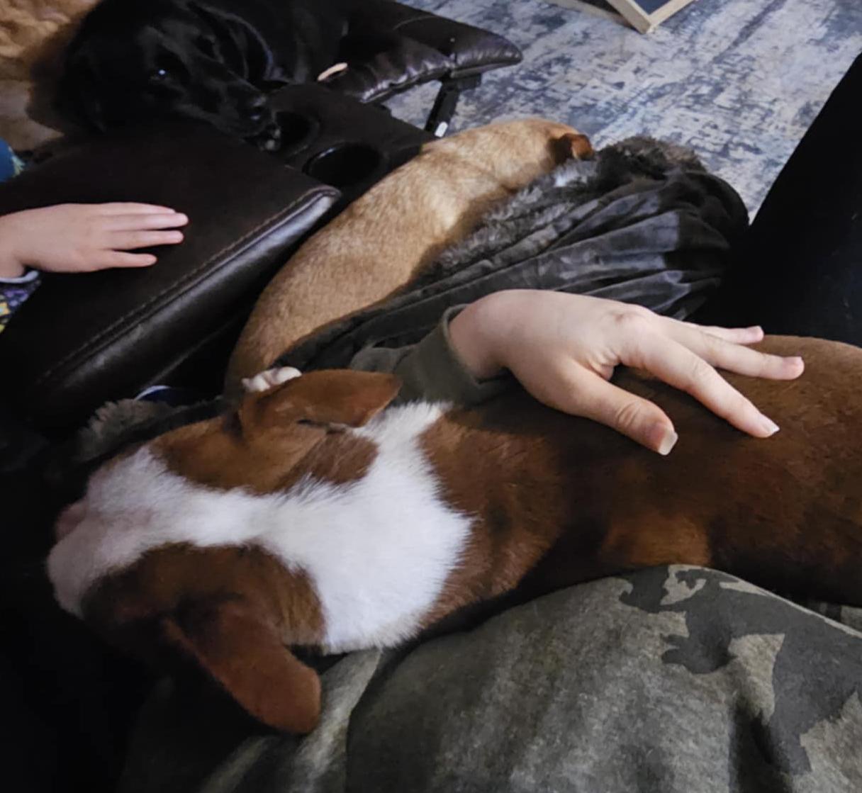 Enlarge Anginetti , an adoptable mixed breed in Silvana, WA image 3/4