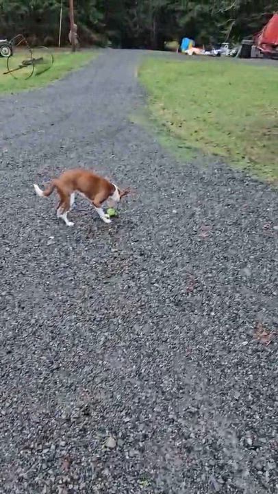 Enlarge Anginetti , an adoptable mixed breed in Silvana, WA video 4/4