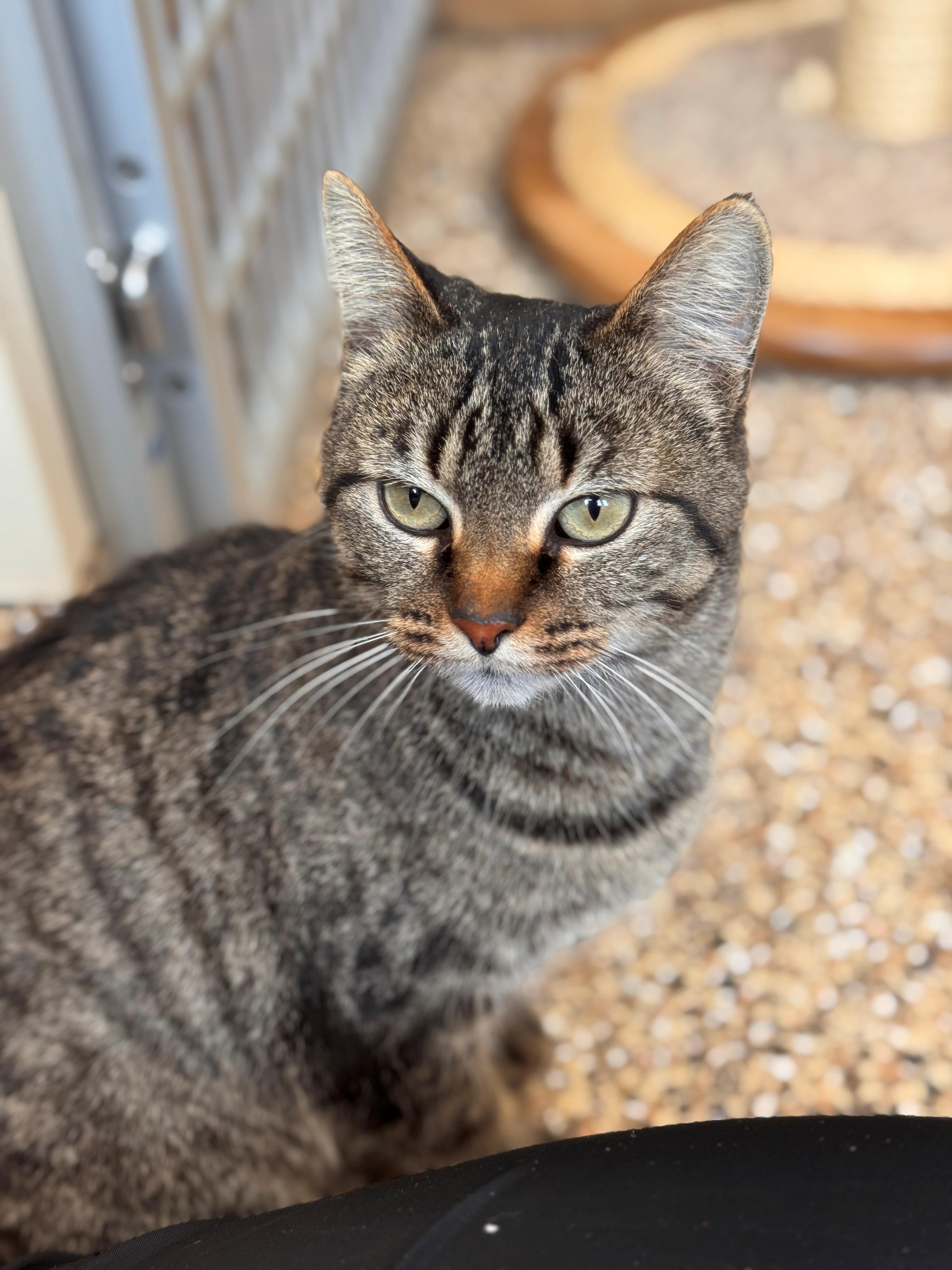 Andromeda, Adoptable, Adult Female Domestic Short Hair.
