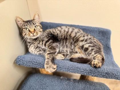 Enlarge Andromeda, a Adoptable Domestic Short Hair in Hackensack, MN image 1/1