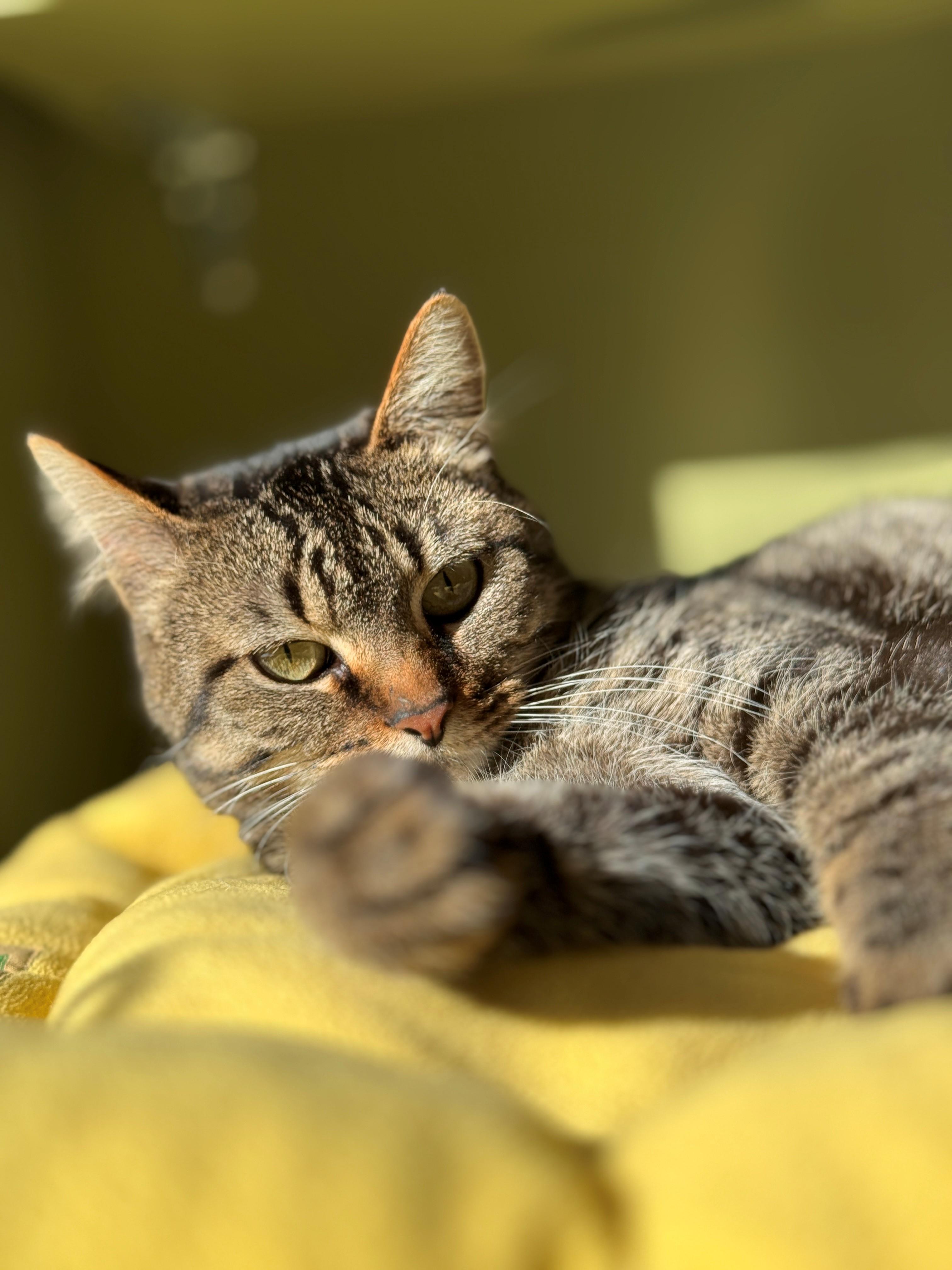 Enlarge Andromeda, a Adoptable Domestic Short Hair in Hackensack, MN image 4/4