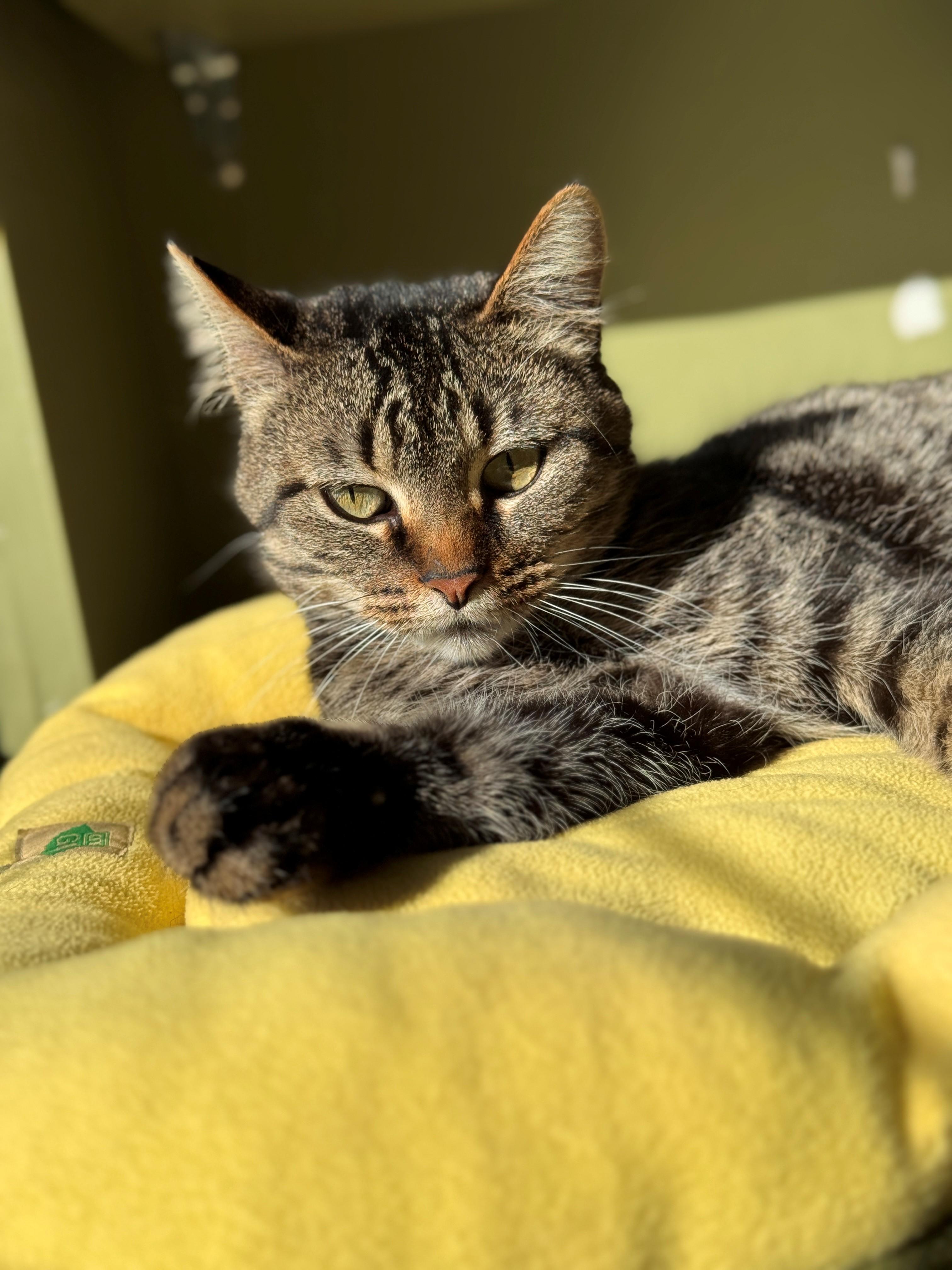 Andromeda, Adoptable, Young Female Domestic Short Hair.