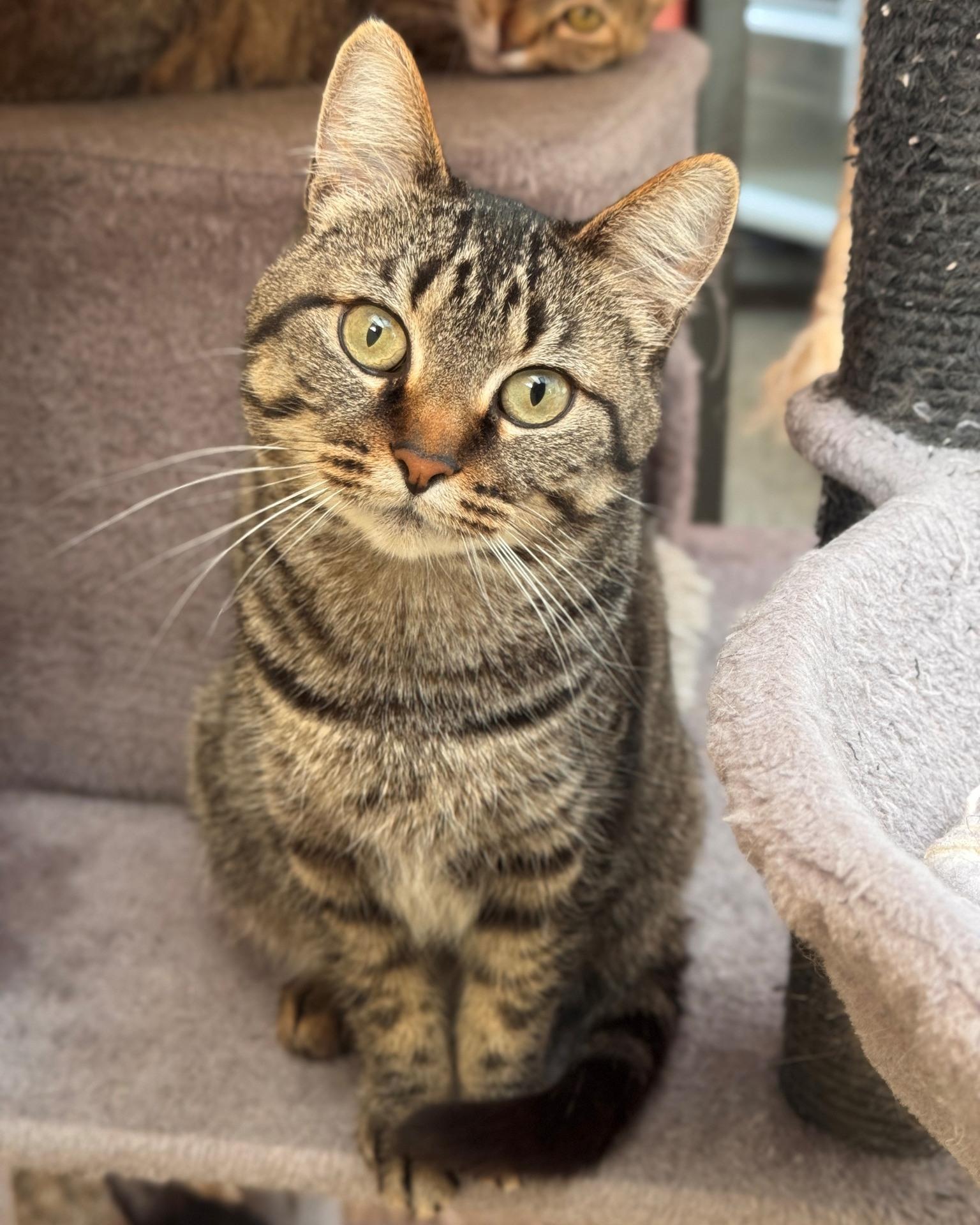 Enlarge Andromeda, a Adoptable Domestic Short Hair in Hackensack, MN image 2/2