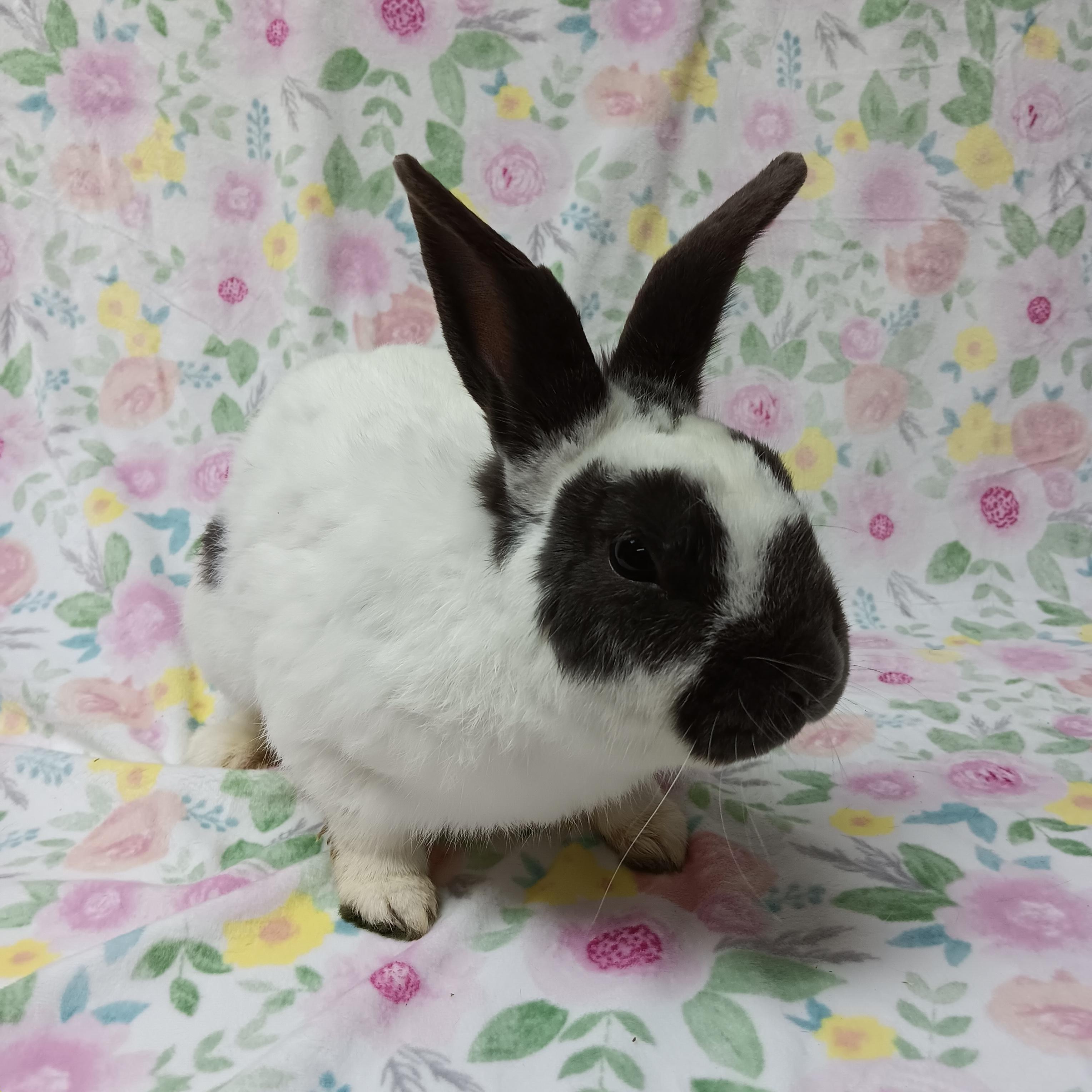 Cadbury, adoptable, Adult Male Bunny Rabbit.