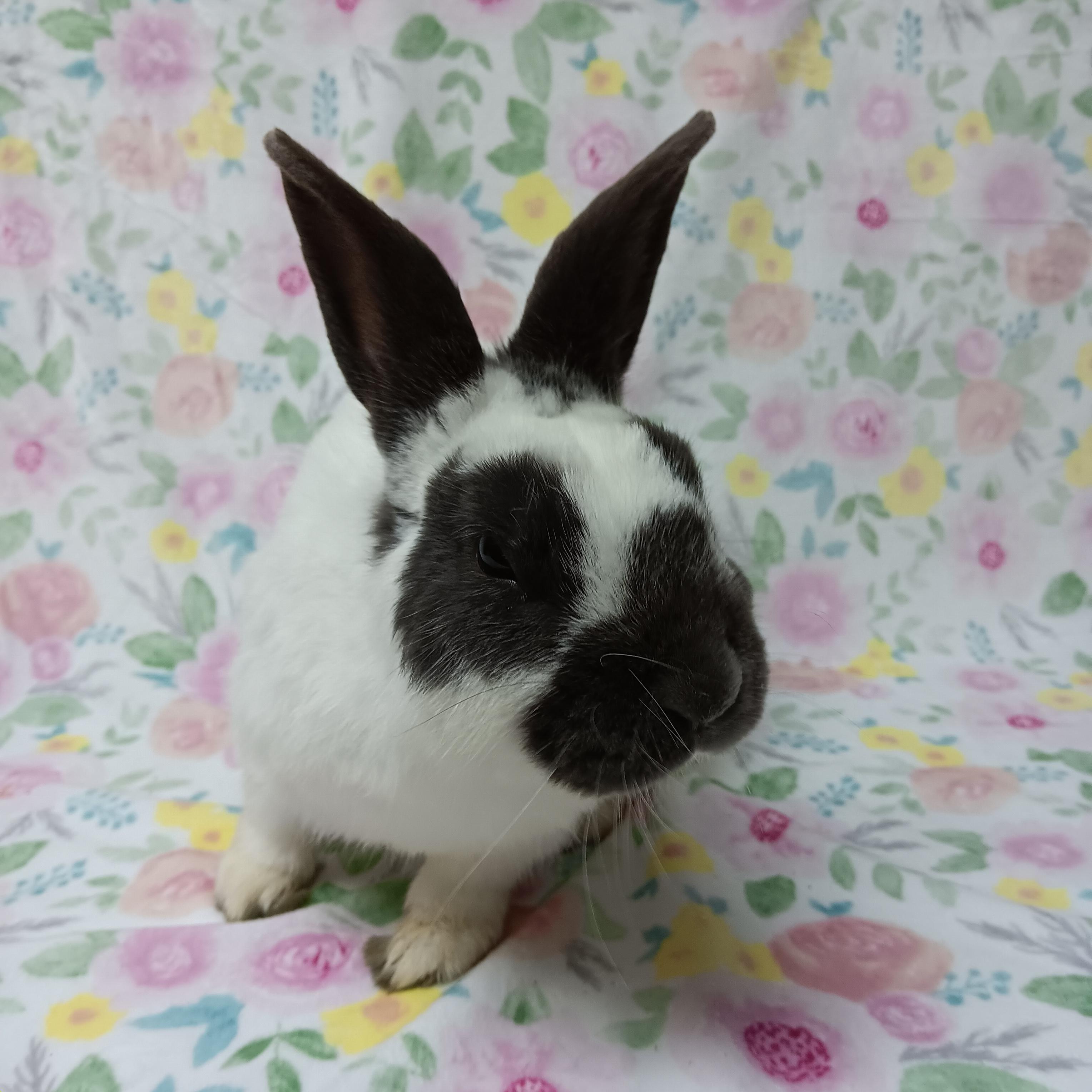 Enlarge Cadbury, an adoptable Bunny Rabbit in Harrisburg, PA image 2/2