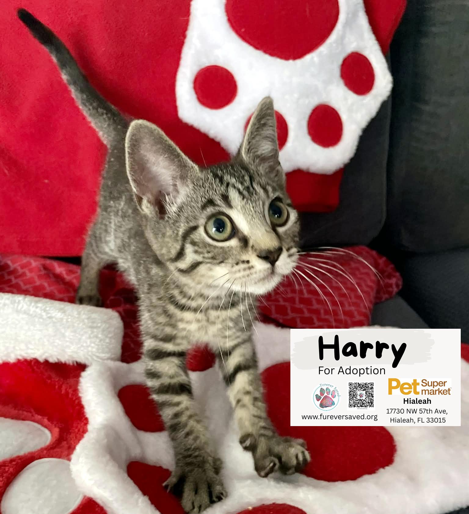 Enlarge Harry, a ADOPTABLE Domestic Short Hair in Miami, FL image 5/6