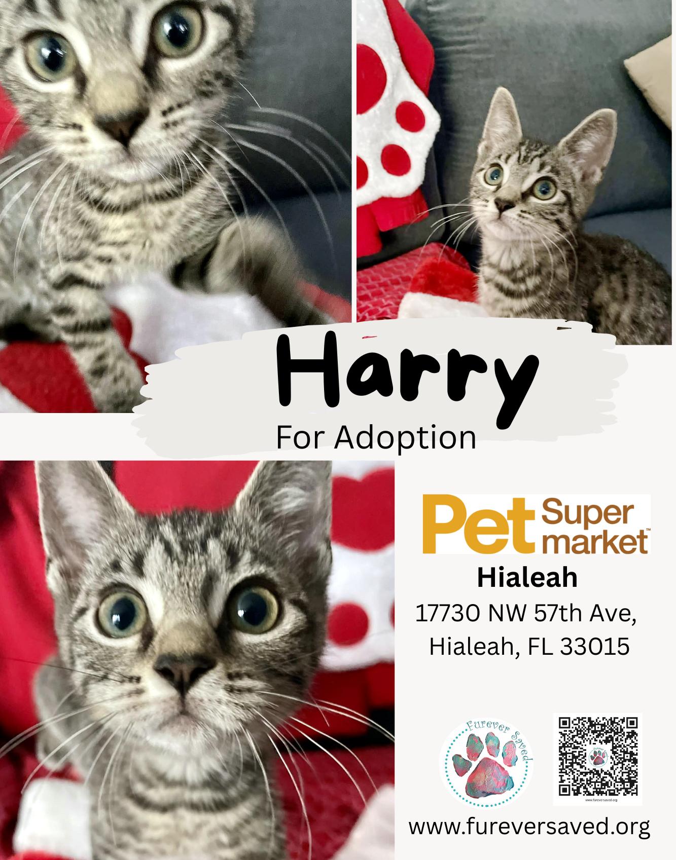 Harry, ADOPTABLE, Kitten Male Domestic Short Hair.