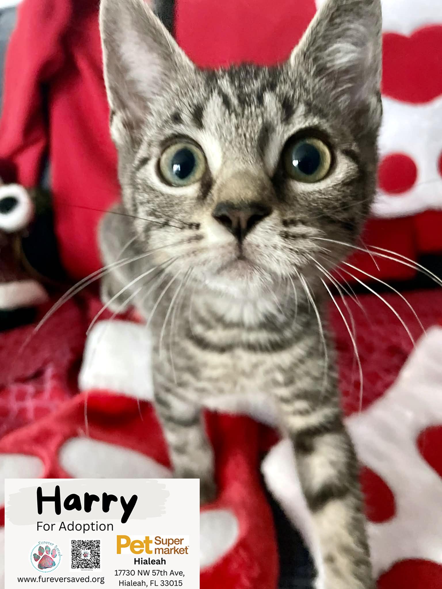 Enlarge Harry, a ADOPTABLE Domestic Short Hair in Miami, FL image 2/6