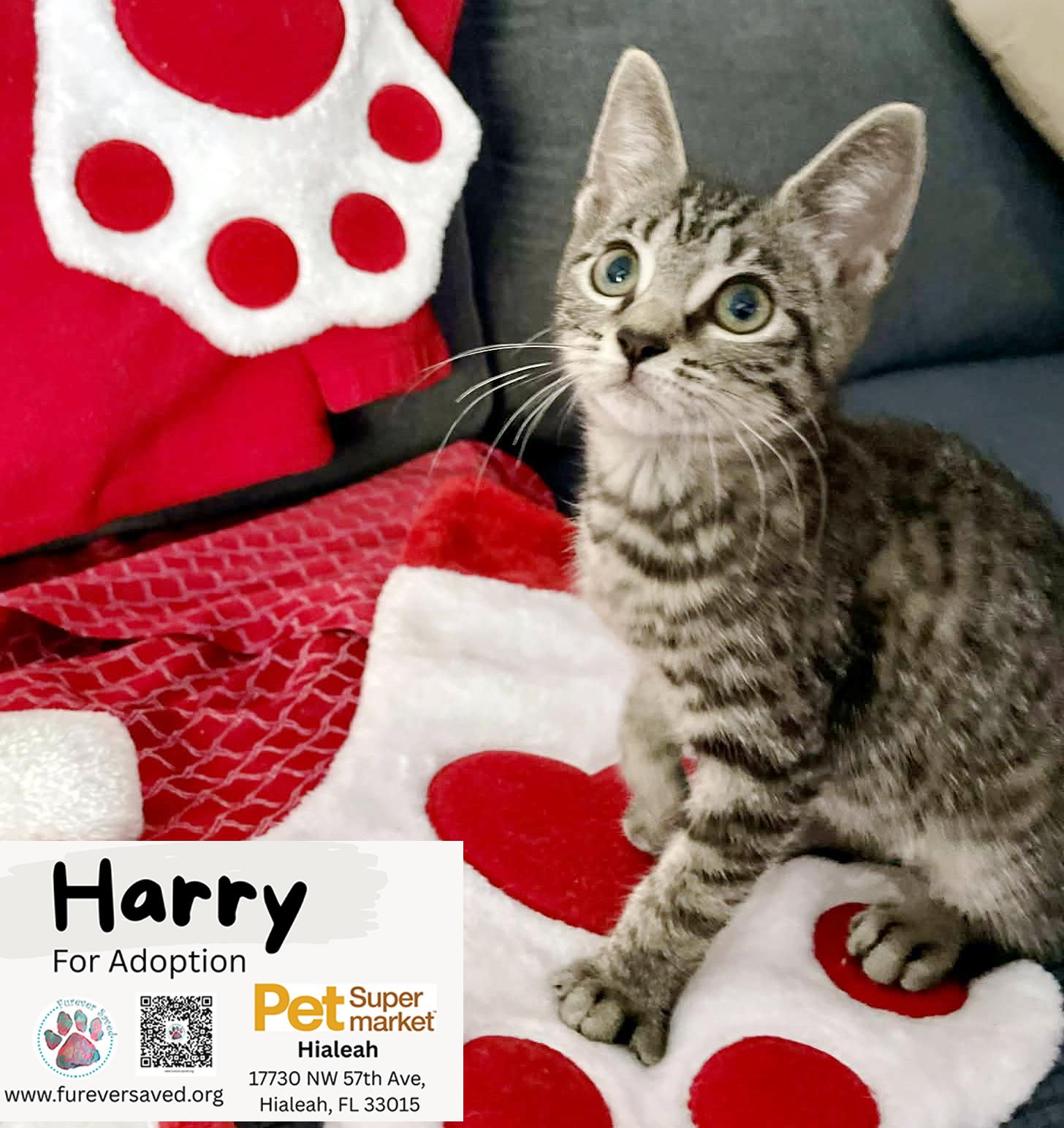 Enlarge Harry, a ADOPTABLE Domestic Short Hair in Miami, FL image 4/6