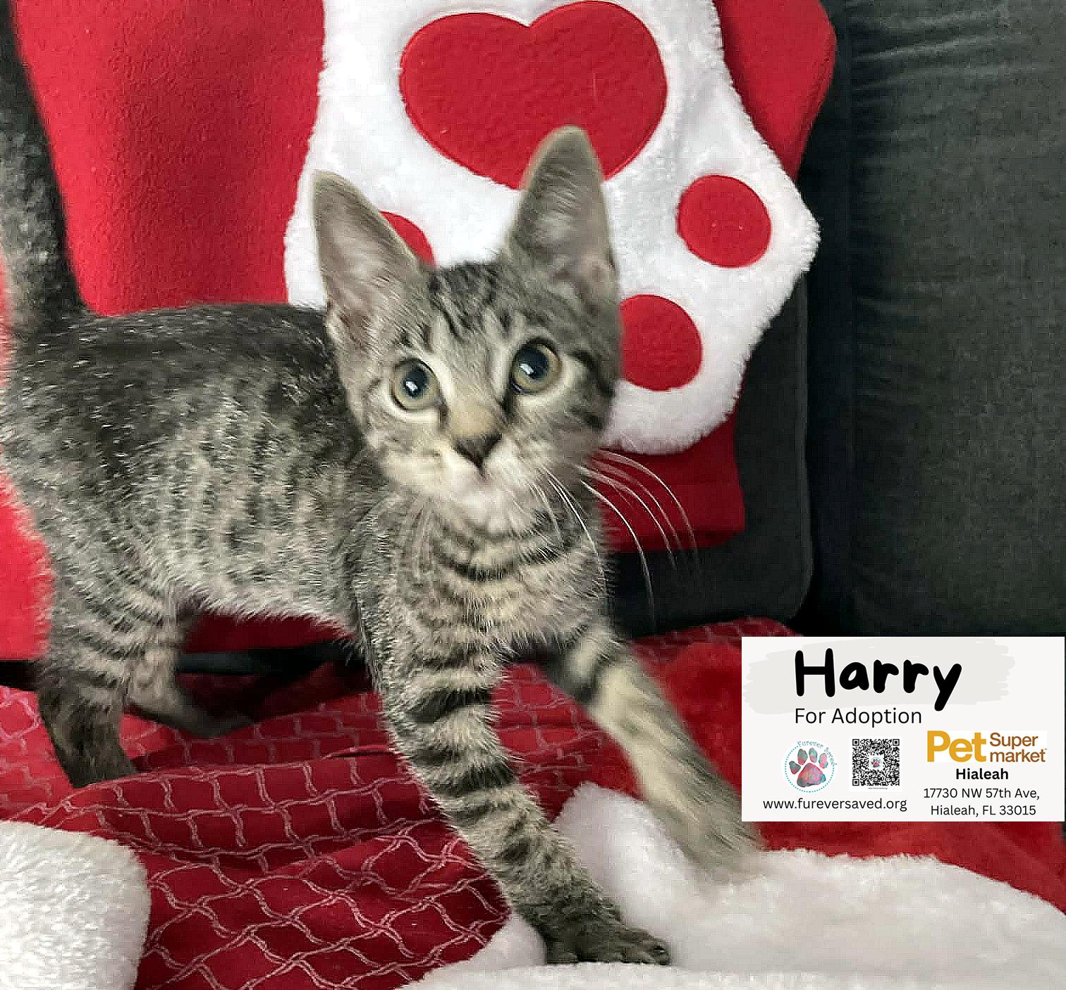 Enlarge Harry, a ADOPTABLE Domestic Short Hair in Miami, FL image 3/6