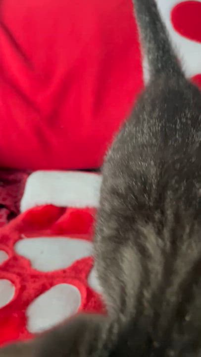 Enlarge Harry, a ADOPTABLE Domestic Short Hair in Miami, FL video 6/6