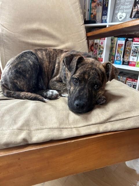 Bailey Spirits - Local Pup — thumbnail 2