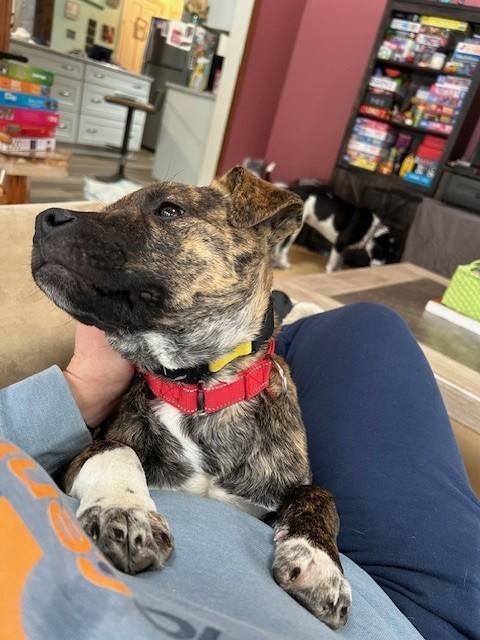 Bailey Spirits - Local Pup — thumbnail 4