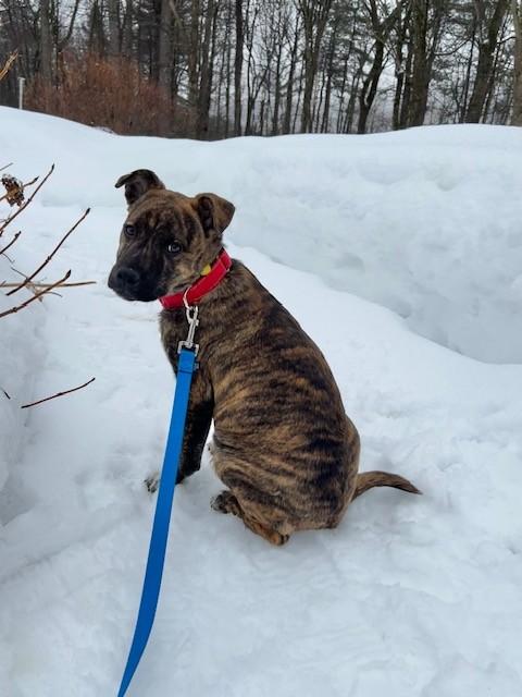 Bailey Spirits - Local Pup — thumbnail 5