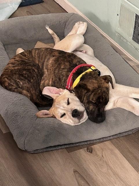 Bailey Spirits - Local Pup — thumbnail 6