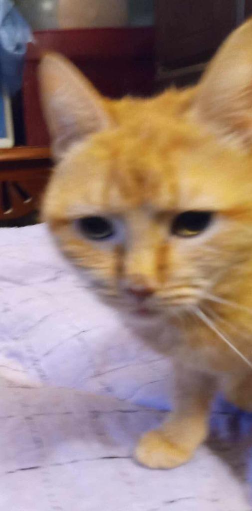 Dahlia, Adoptable, Young Female Domestic Short Hair.