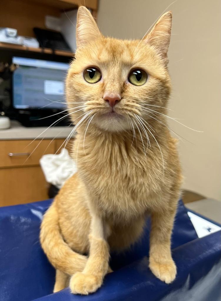 Enlarge Dahlia, a Adoptable mixed breed in Tulsa, OK image 1/6